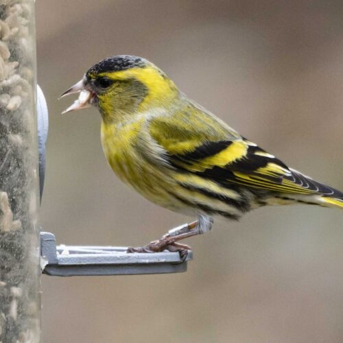 RSPB’s Big Garden Birdwatch 23rd – 25th January 2026 Image